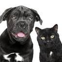 Alta Vista Veterinary Hospital